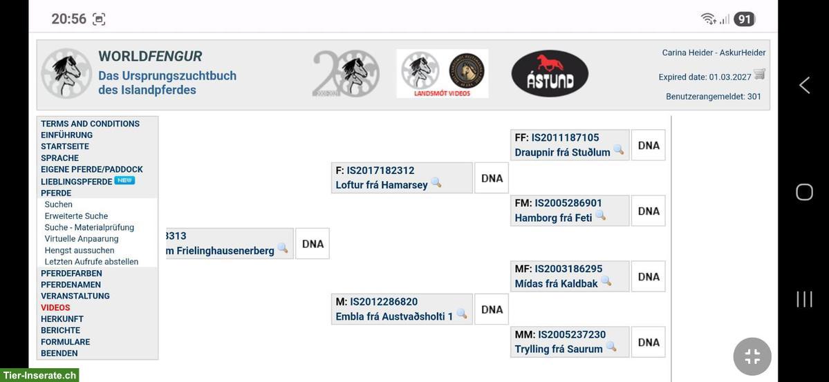 Bild 7: 2 Isländer, Jungpferde mit bester Abstammung
