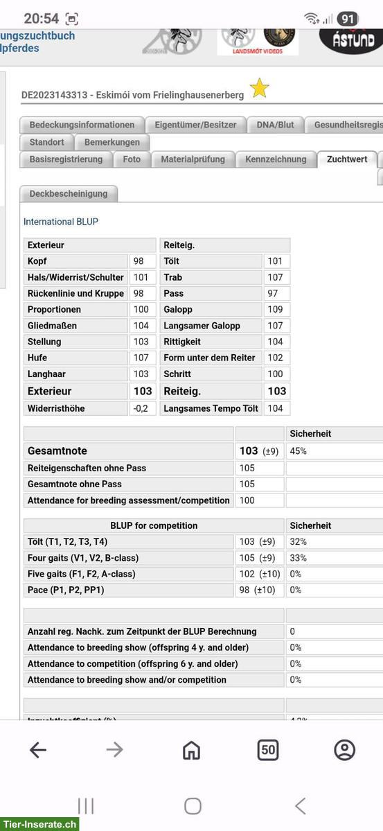 Bild 8: 2 Isländer, Jungpferde mit bester Abstammung