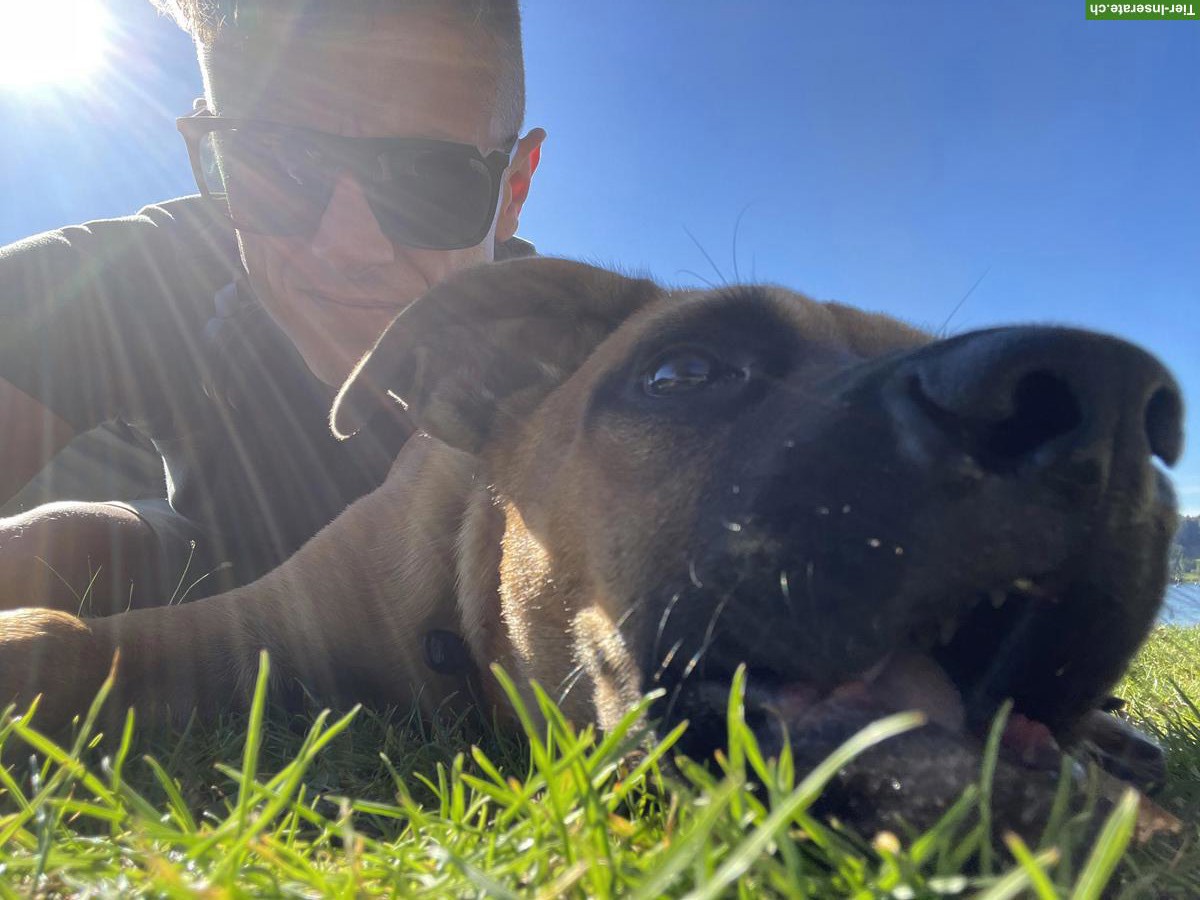 Bild 2: Hundebetreuung gesucht für lieben Mischlingsrüden, Region Zürich