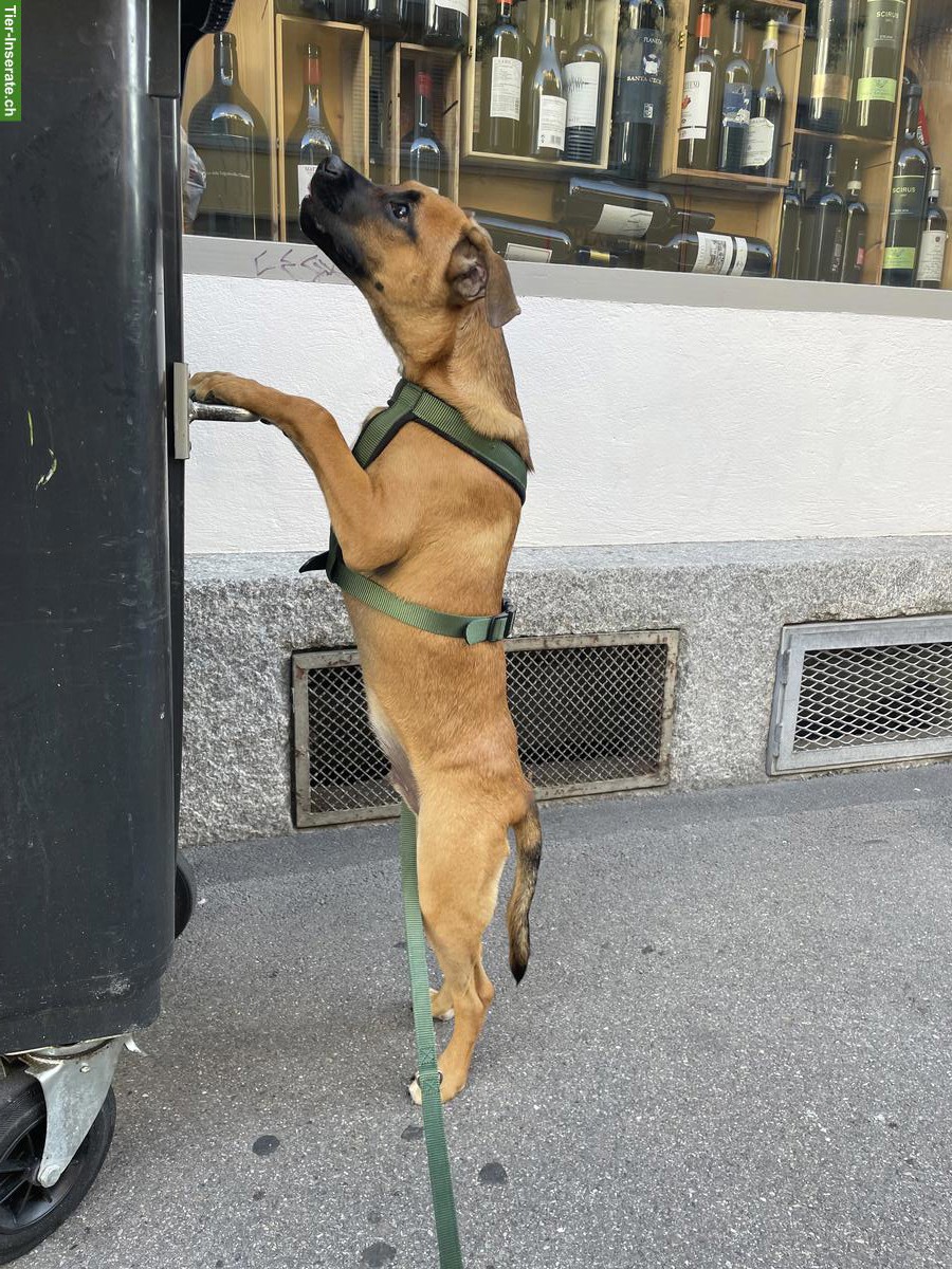 Bild 3: Hundebetreuung gesucht für lieben Mischlingsrüden, Region Zürich