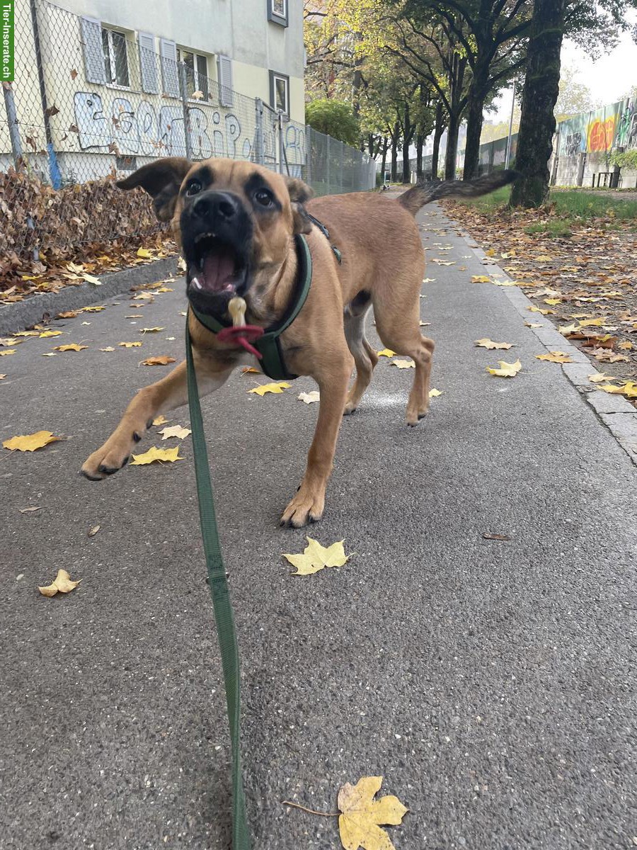 Bild 4: Hundebetreuung gesucht für lieben Mischlingsrüden, Region Zürich
