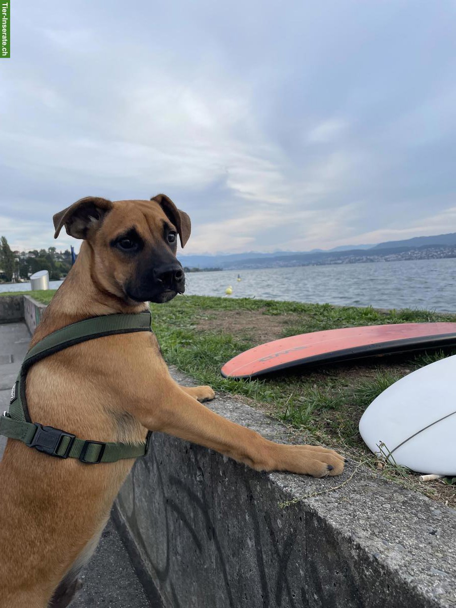 Bild 5: Hundebetreuung gesucht für lieben Mischlingsrüden, Region Zürich