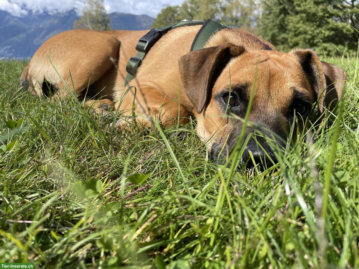 Bild 6: Hundebetreuung gesucht für lieben Mischlingsrüden, Region Zürich