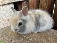 Junge Löwenkopf Zwergkaninchen zu verkaufen