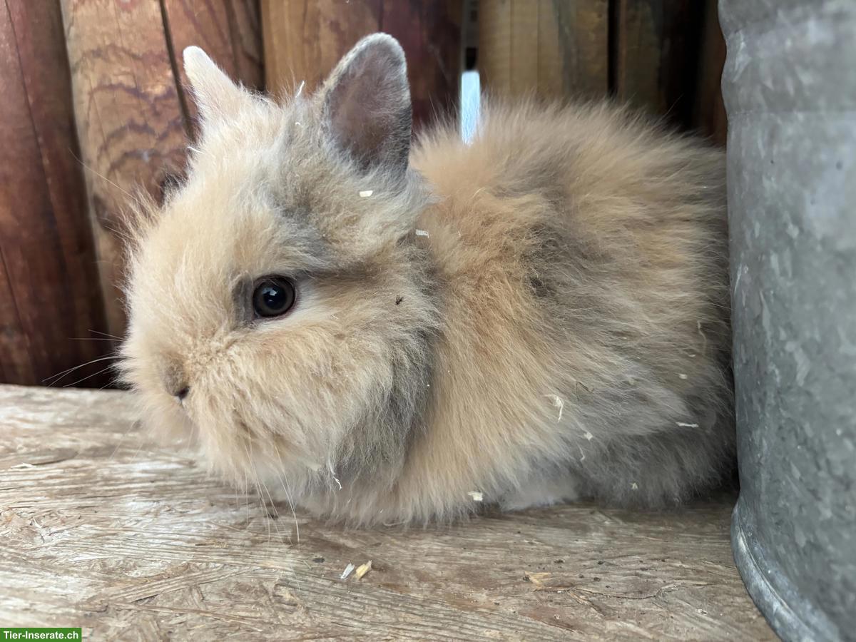 Bild 2: Junge Löwenkopf Zwergkaninchen zu verkaufen