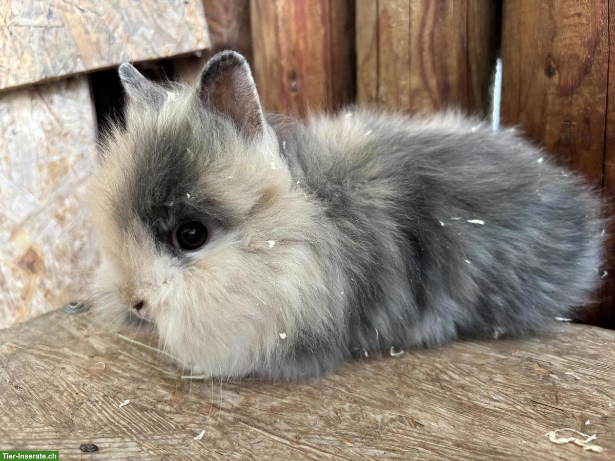 Bild 3: Junge Löwenkopf Zwergkaninchen zu verkaufen
