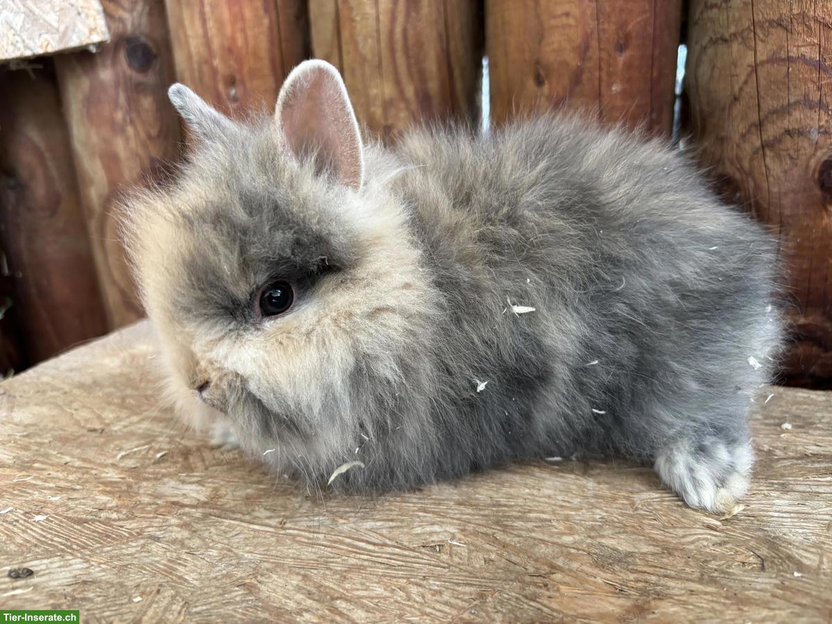 Bild 4: Junge Löwenkopf Zwergkaninchen zu verkaufen