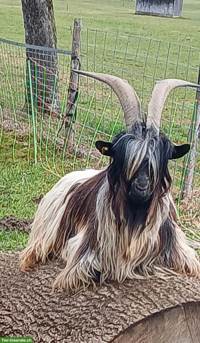 Grüenochte Ziegenbock zu verkaufen