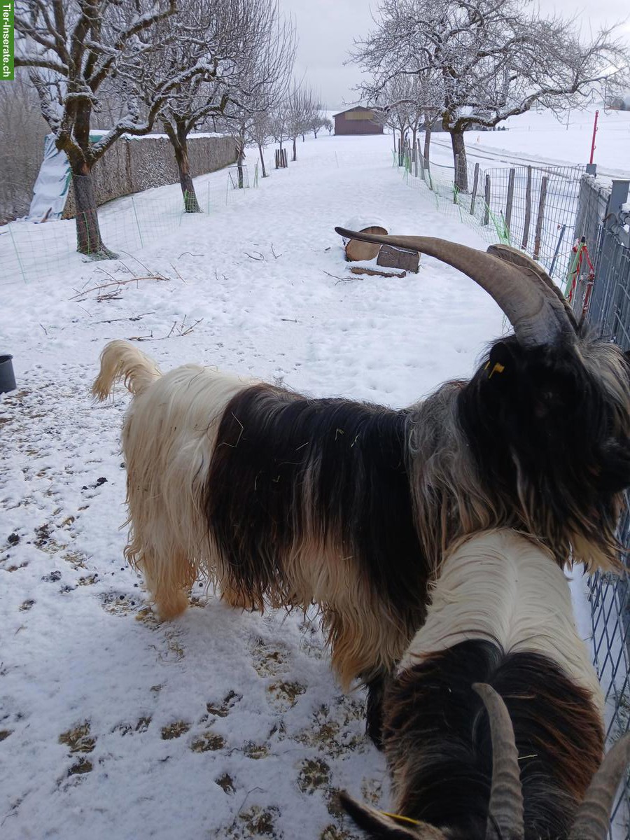 Bild 2: Grüenochte Ziegenbock zu verkaufen