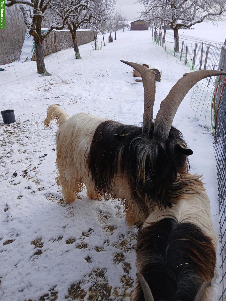 Bild 3: Grüenochte Ziegenbock zu verkaufen