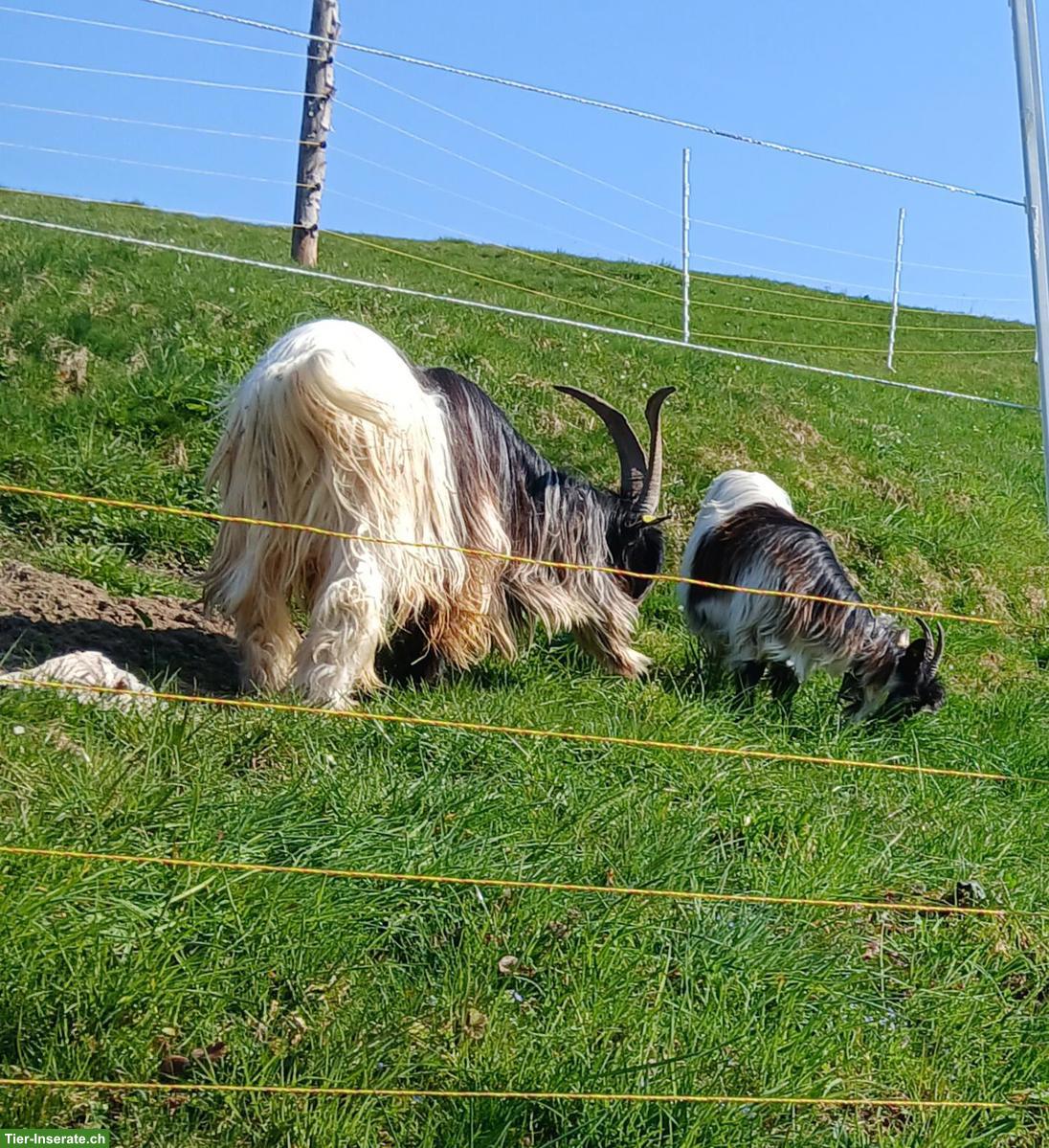 Bild 4: Grüenochte Ziegenbock zu verkaufen