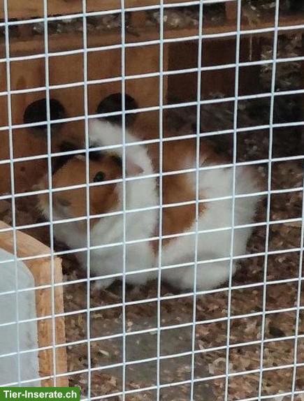 Bild 2: 2 Strubeli Meerschweinchen Böcke