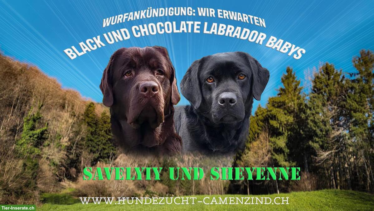 Labrador Welpen Wurfankündigung