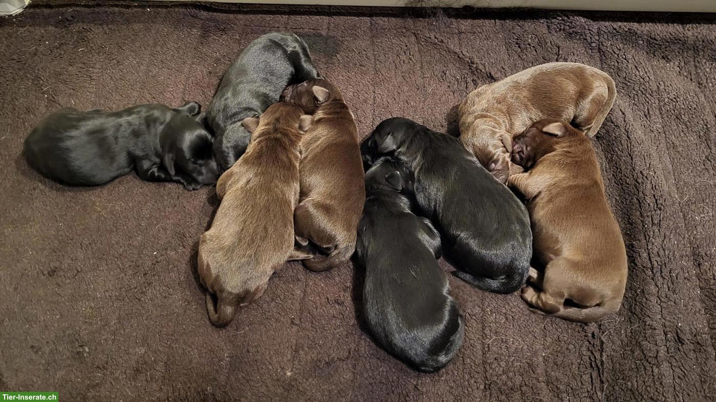 Bild 2: Labrador Welpen Wurfankündigung