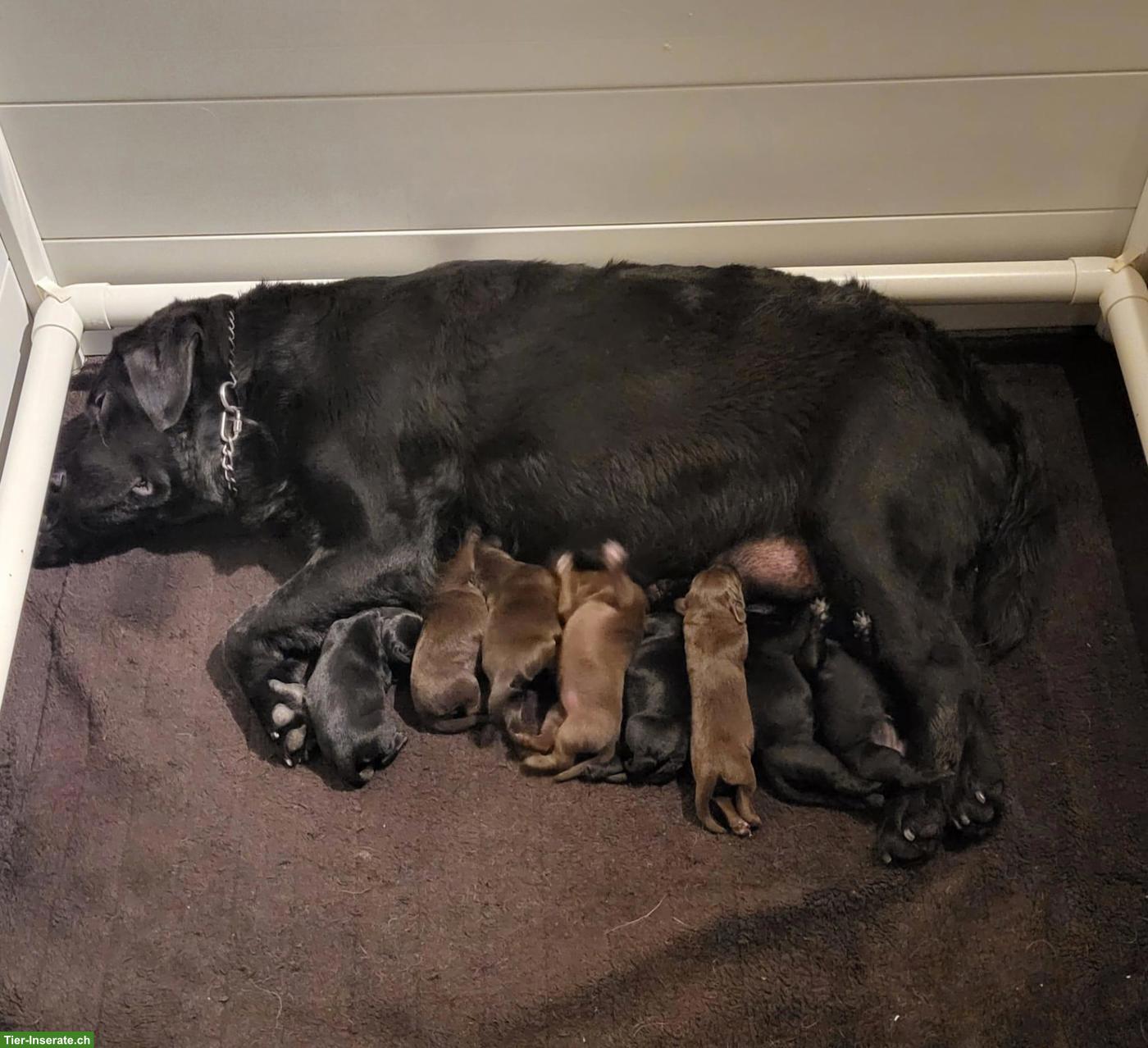 Bild 3: Labrador Welpen Wurfankündigung