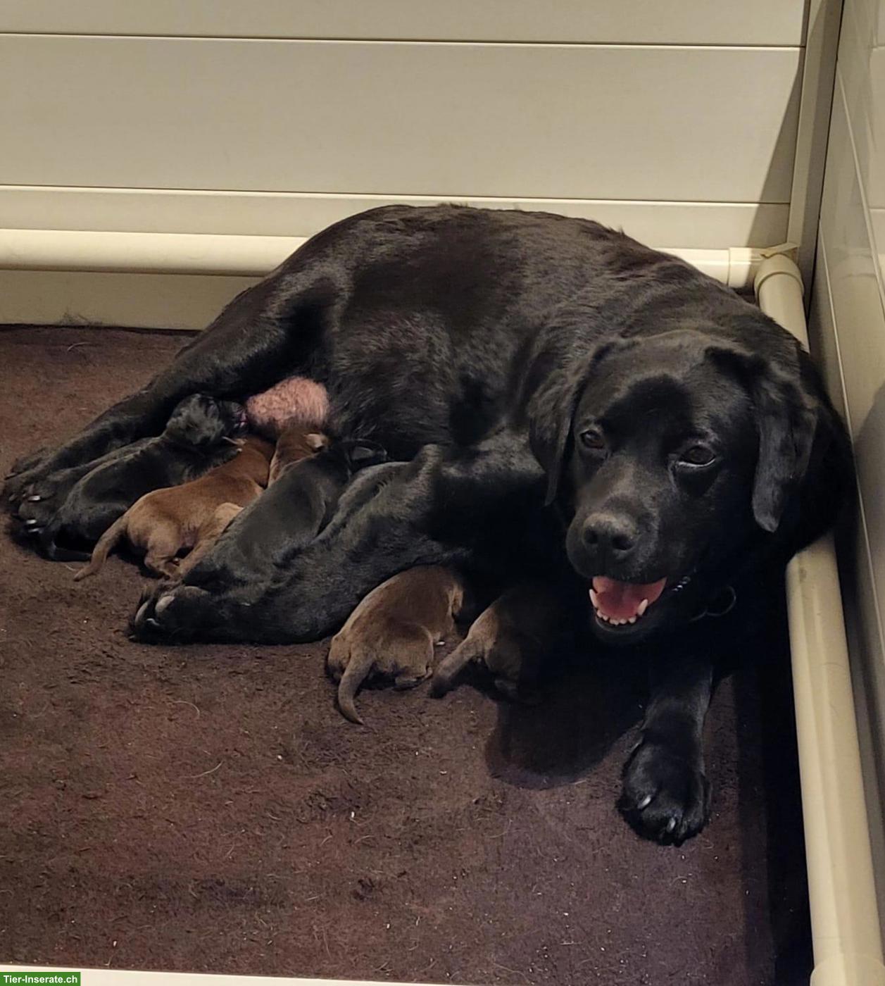 Bild 4: Labrador Welpen Wurfankündigung