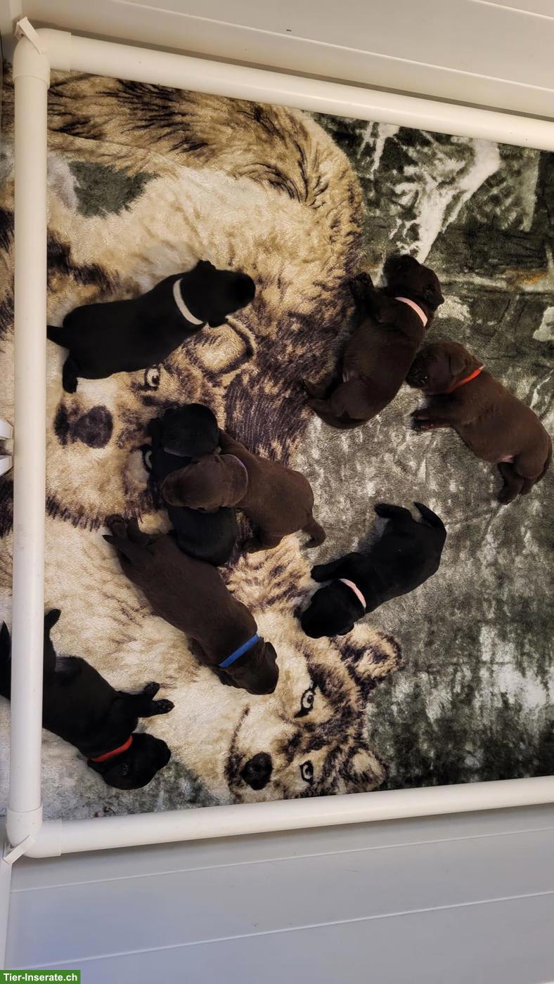 Bild 5: Labrador Welpen Wurfankündigung