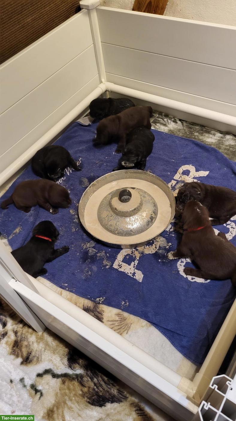 Bild 6: Labrador Welpen Wurfankündigung