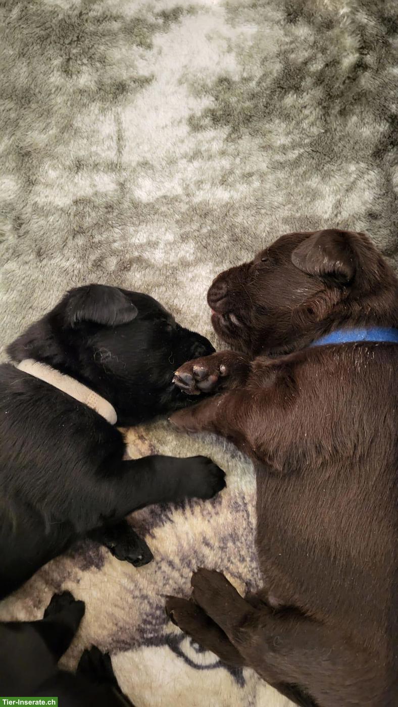Bild 7: Labrador Welpen Wurfankündigung