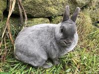 Farbenzwerg Häsin sucht neues Zuhause