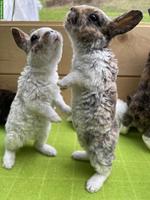 Kleinrex Kaninchen Jungtiere