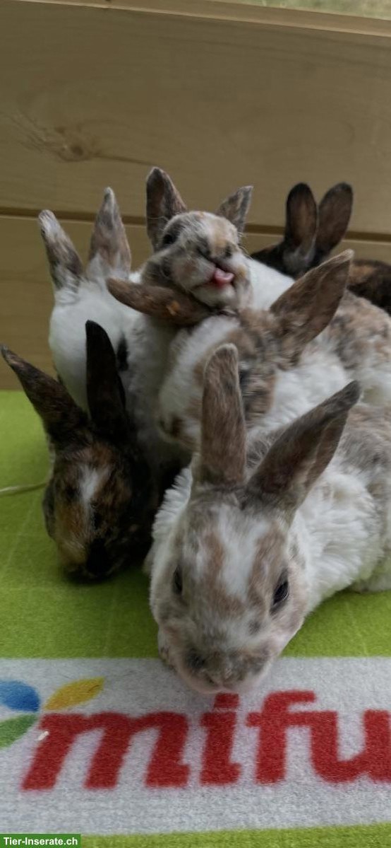 Bild 2: Kleinrex Kaninchen Jungtiere