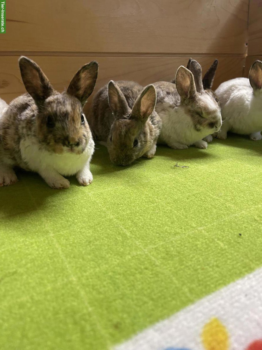 Bild 3: Kleinrex Kaninchen Jungtiere