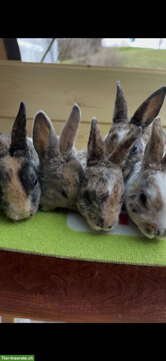 Bild 4: Kleinrex Kaninchen Jungtiere