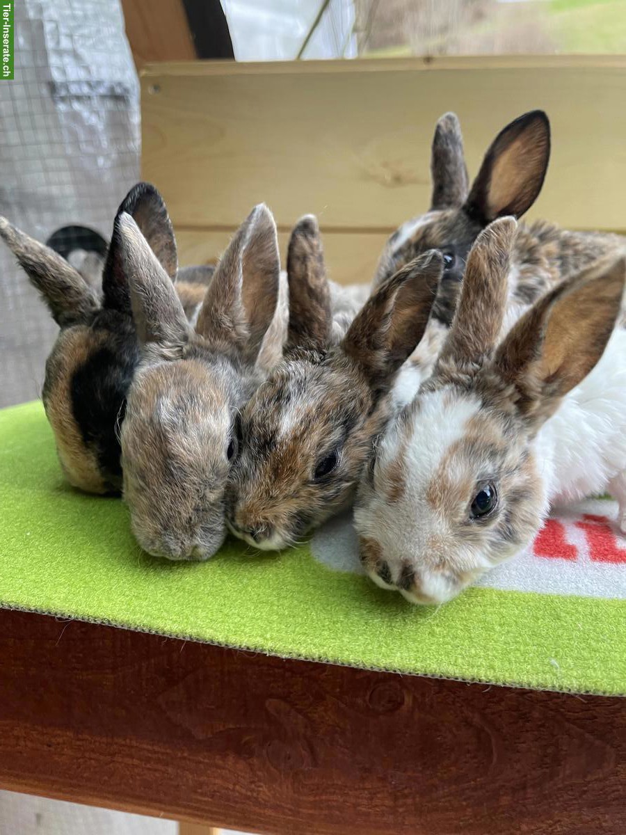 Bild 5: Kleinrex Kaninchen Jungtiere