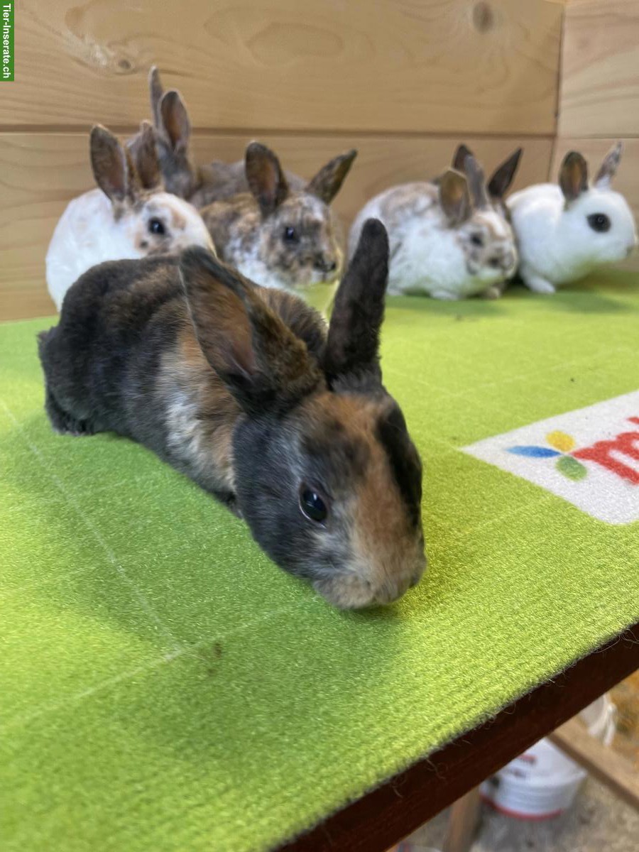 Bild 6: Kleinrex Kaninchen Jungtiere