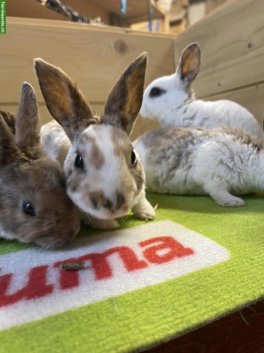 Bild 7: Kleinrex Kaninchen Jungtiere