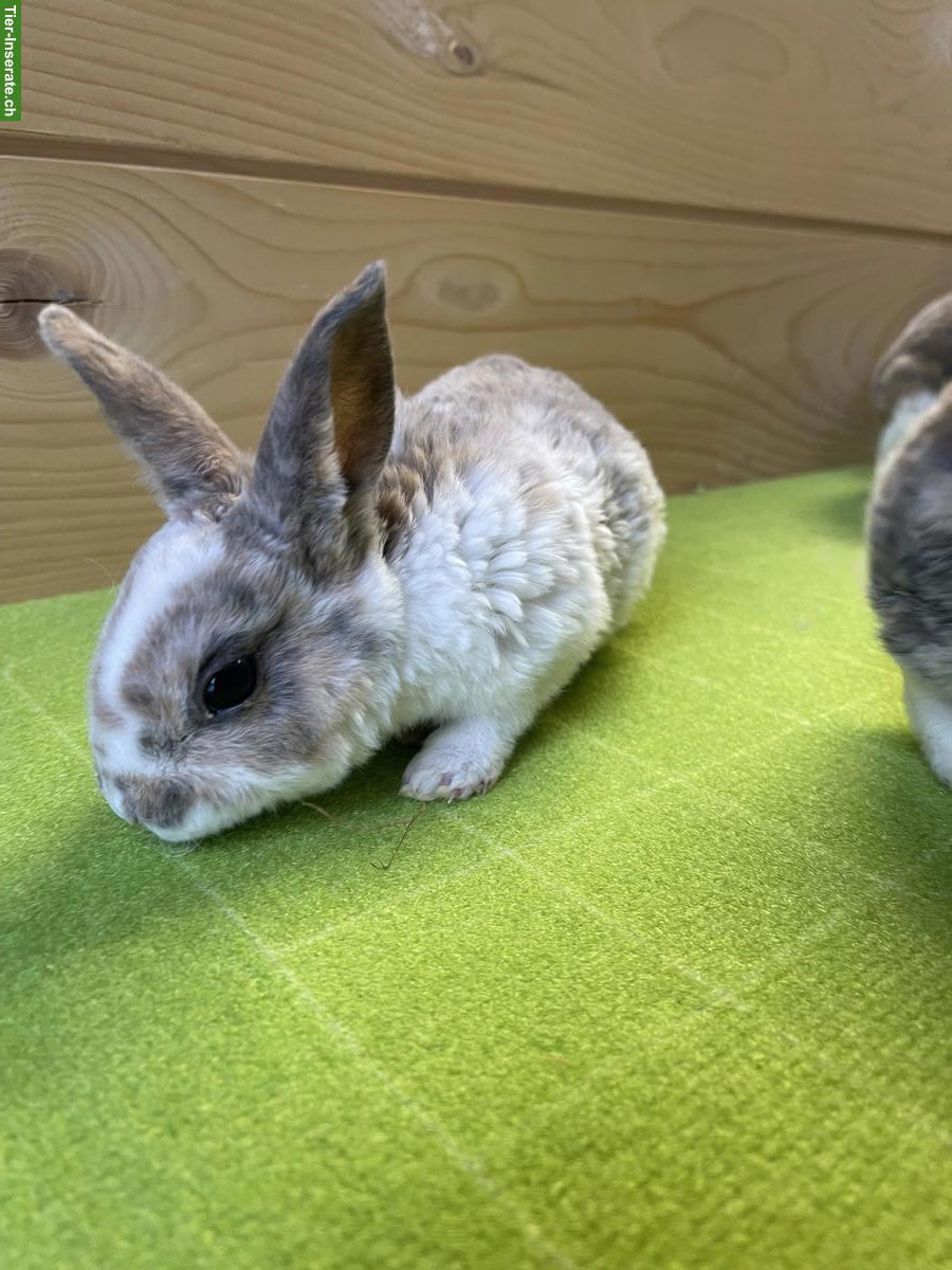 Bild 8: Kleinrex Kaninchen Jungtiere