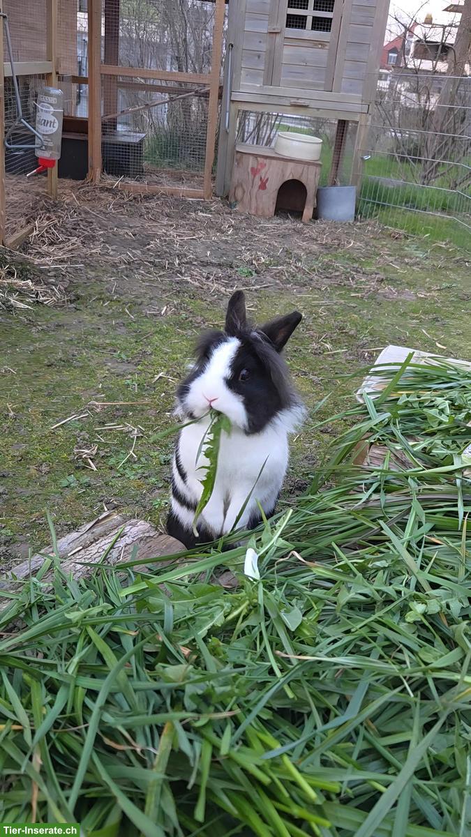 Ferienbetreuung für 2 Kaninchen gesucht in Kreuzlingen TG