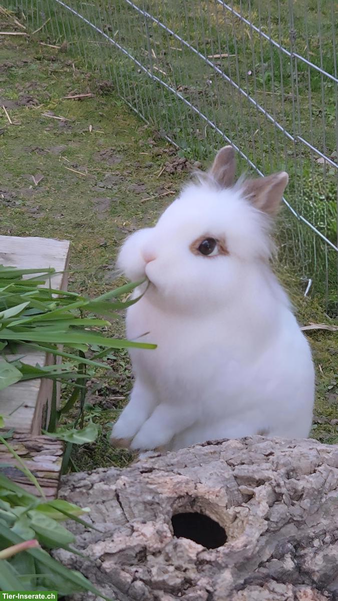 Bild 2: Ferienbetreuung für 2 Kaninchen gesucht in Kreuzlingen TG