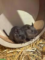 3 Degus mit Käfig zu verkaufen