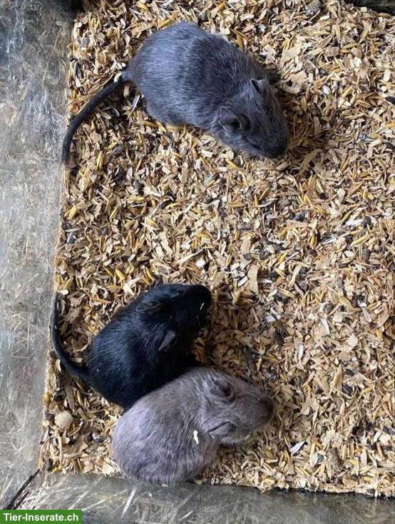 Bild 2: 3 Degus mit Käfig zu verkaufen
