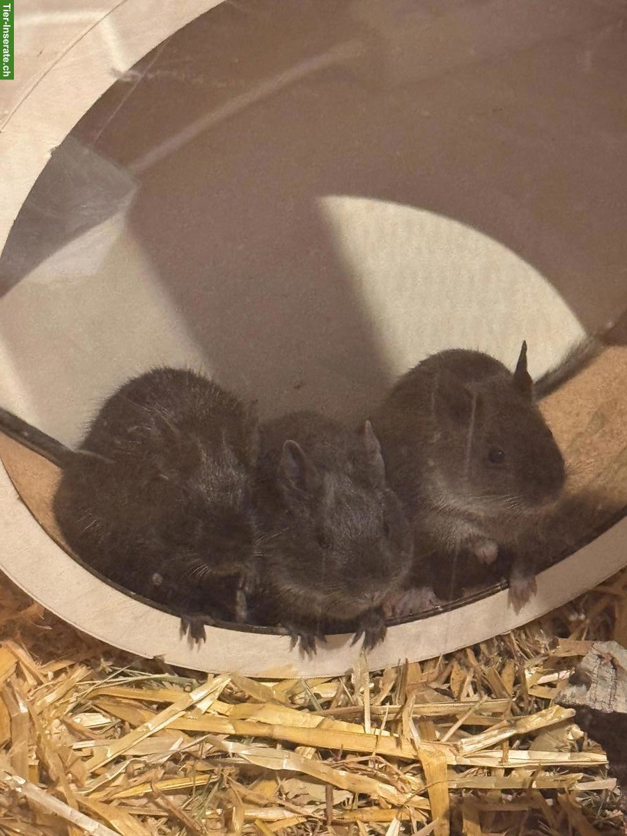 Bild 3: 3 Degus mit Käfig zu verkaufen