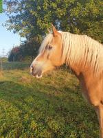 Erfahrene Reitbeteiligung für Haflinger in Brütten ZH