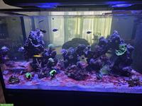 Meerwasseraquarium RedSea Peninsula 500 G3 inkl. Besatz & Technik