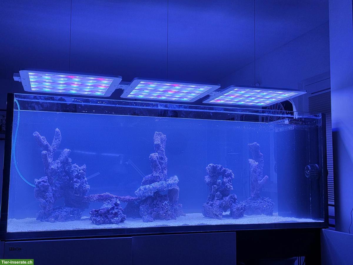 Bild 2: Meerwasseraquarium Red Sea Peninsula 650 inkl. Riffaufbau & Technik