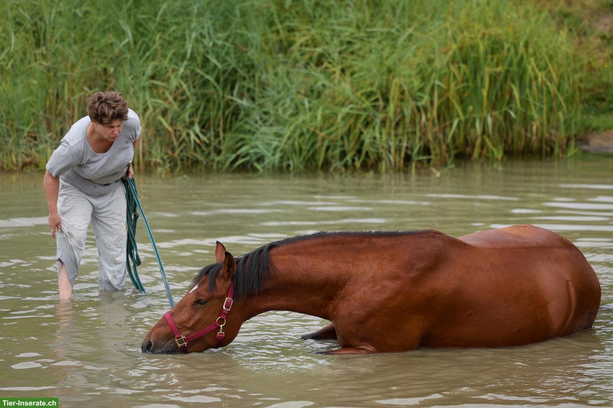 Mobiles Pferdetraining & Unterricht, Beratung pferderelevanter Themen