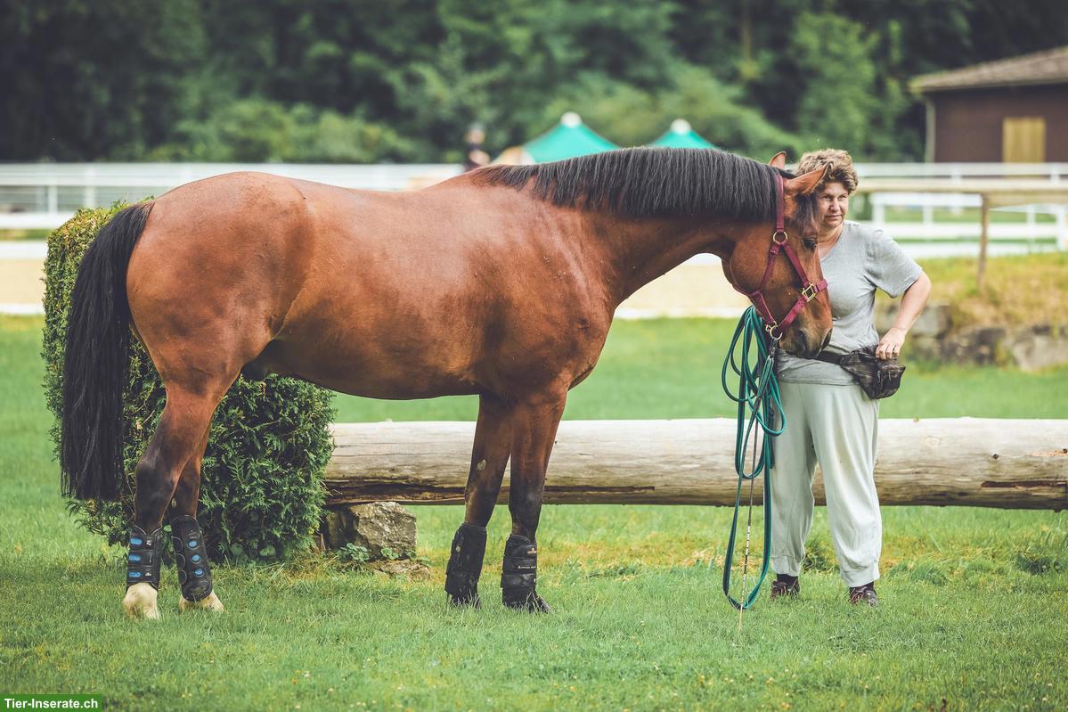 Bild 2: Mobiles Pferdetraining & Unterricht, Beratung pferderelevanter Themen