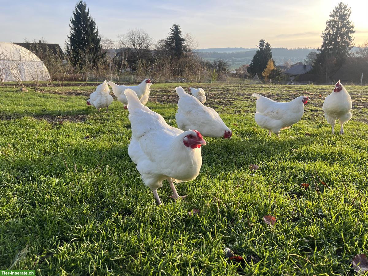Schweizer Hühner, Küken & Bruteier zu verkaufen