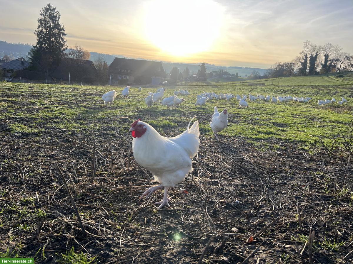Bild 2: Schweizer Hühner, Küken & Bruteier zu verkaufen