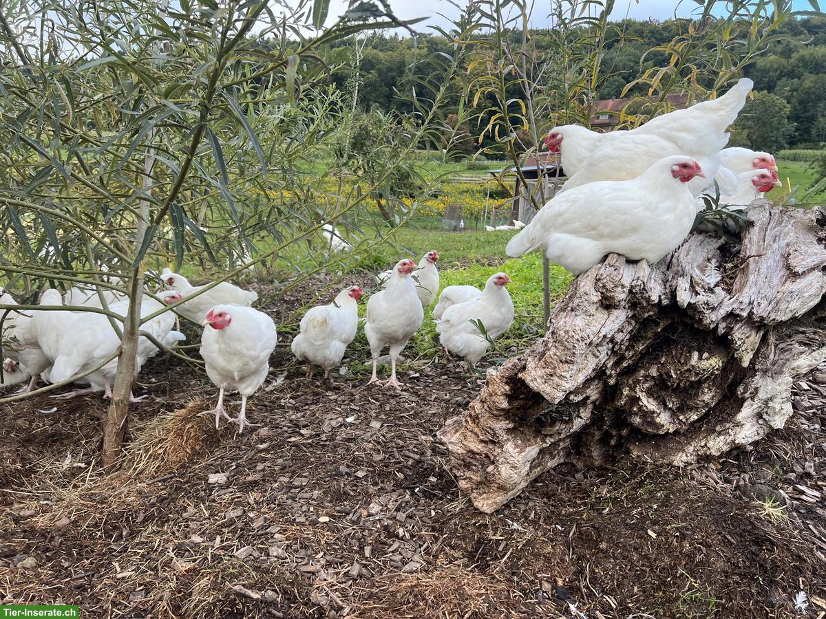 Bild 3: Schweizer Hühner, Küken & Bruteier zu verkaufen