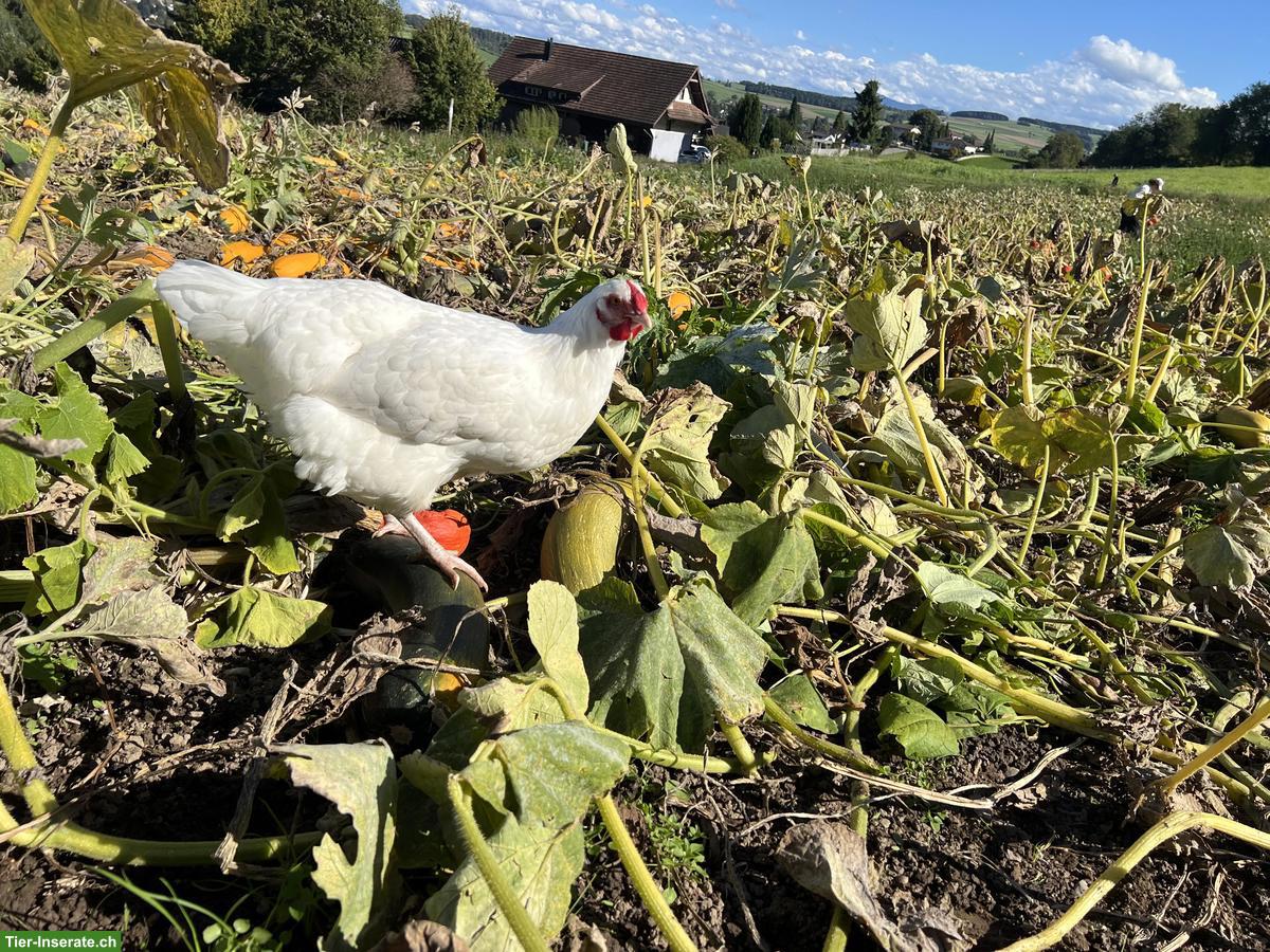 Bild 4: Schweizer Hühner, Küken & Bruteier zu verkaufen