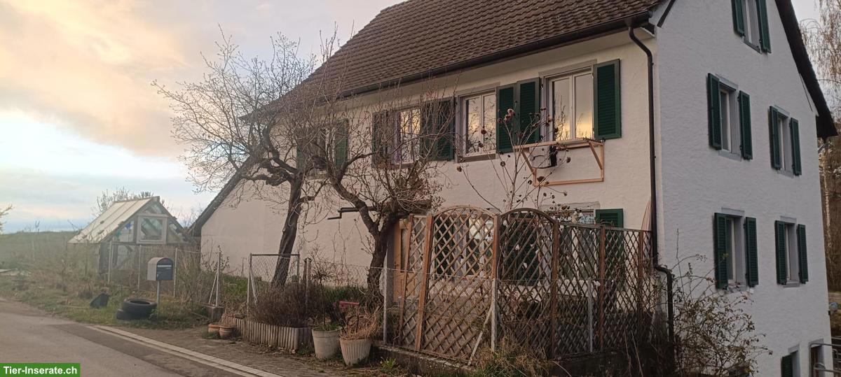 Bild 2: Kleines Bauernhaus mit Pferdehaltung in Hemishofen SH