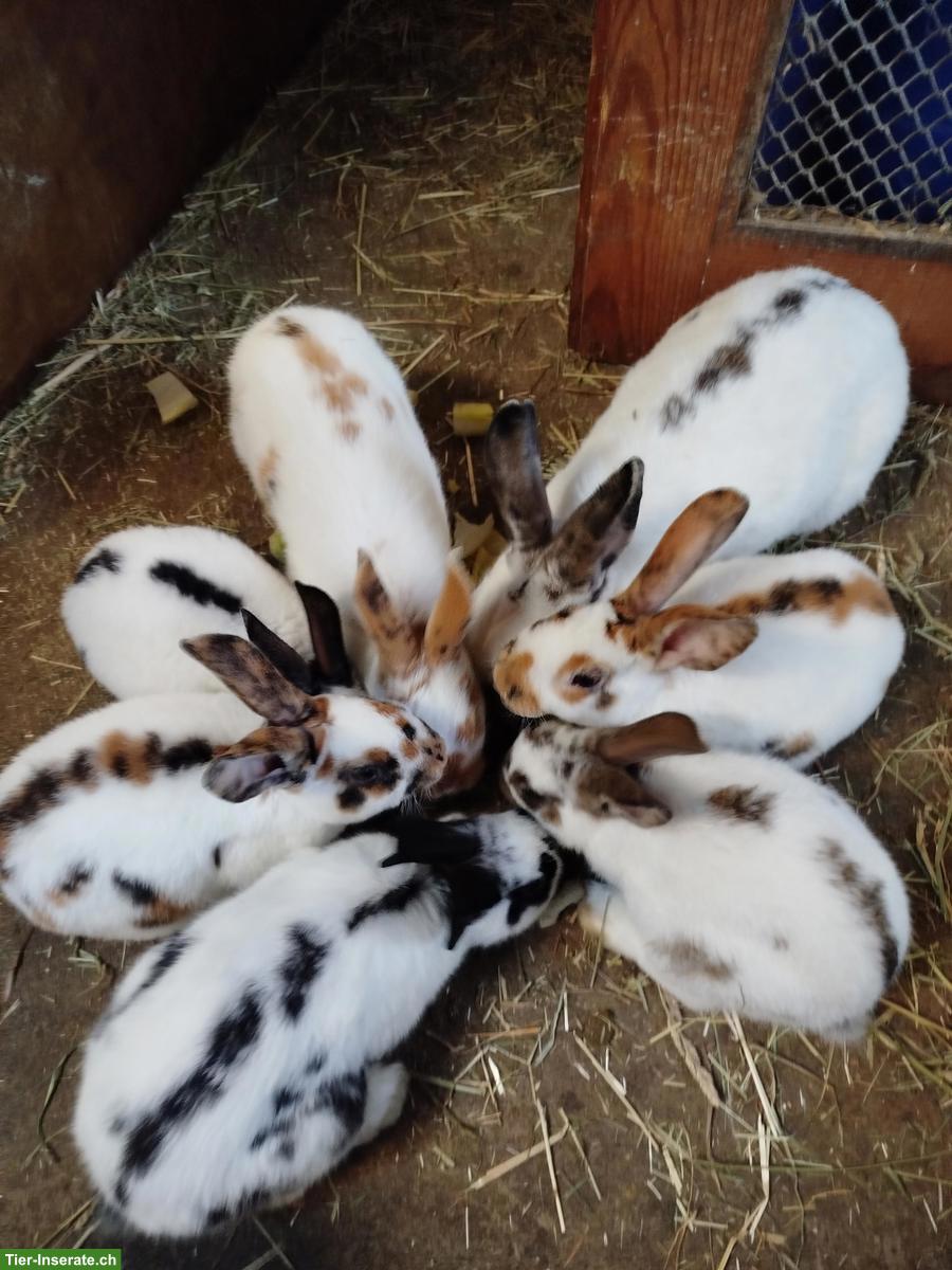 Junge Mini-Rexkaninchen, dreifarbige Schecken