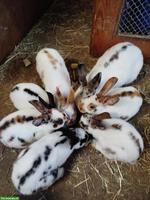 Junge Mini-Rexkaninchen, dreifarbige Schecken