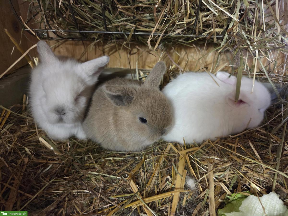 Zwergkaninchen abzugeben